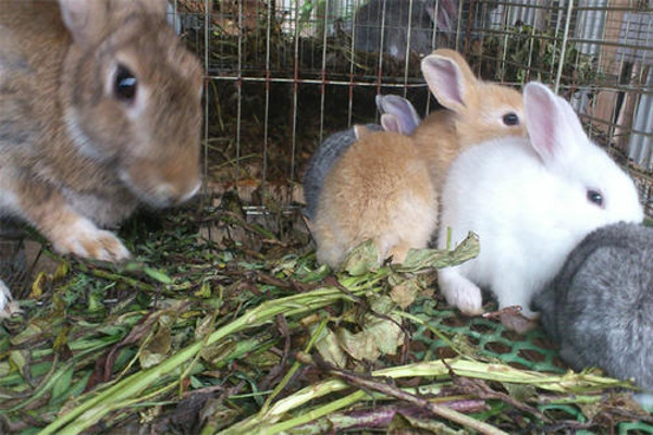 种兔养殖加盟