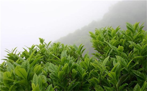 高山云雾茶叶加盟店