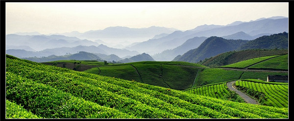 高山云雾茶叶加盟店