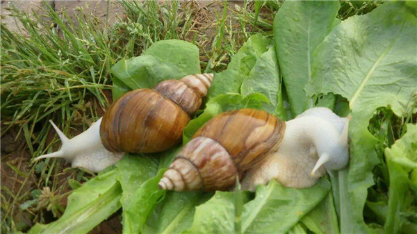 白玉蜗牛养殖加盟店