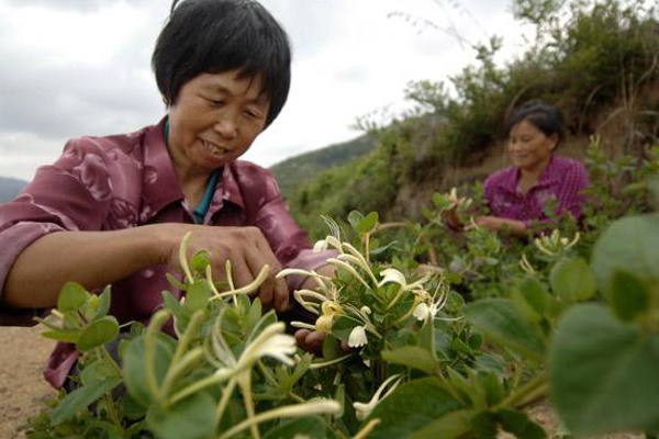 御品本草种植加盟费