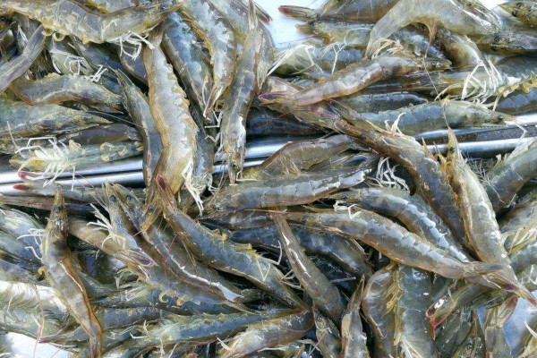 湖南淡水虾种类图片