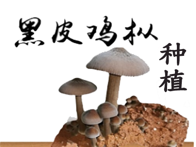 黑皮鸡枞菌种植加盟