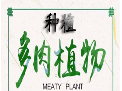 多肉植物种植加盟