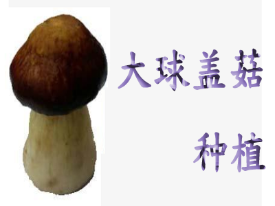 大球盖菇种植加盟