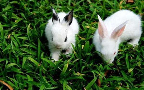 野兔子养殖
