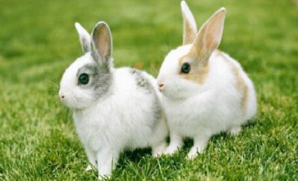 野兔子养殖加盟费