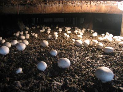 蘑菇种植加盟费