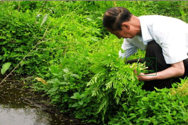 野菜种植加盟费