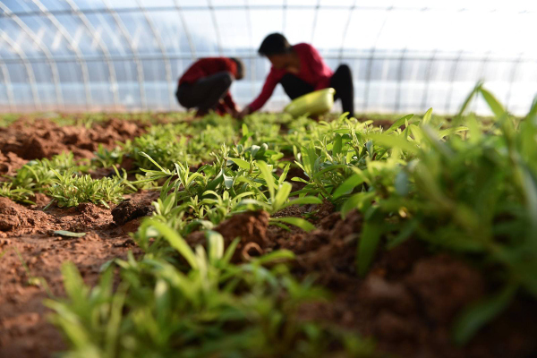 野菜种植