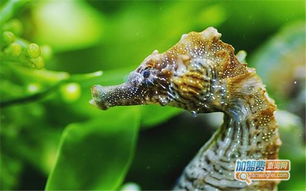 海马养殖