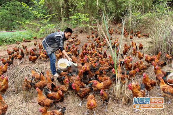 跑山鸡养殖加盟费