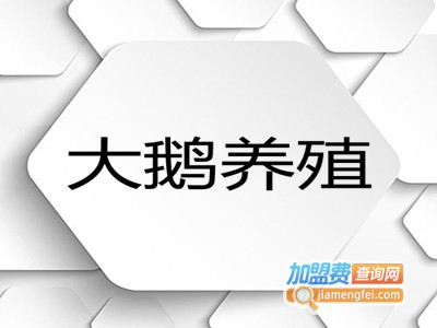 大鹅养殖加盟费