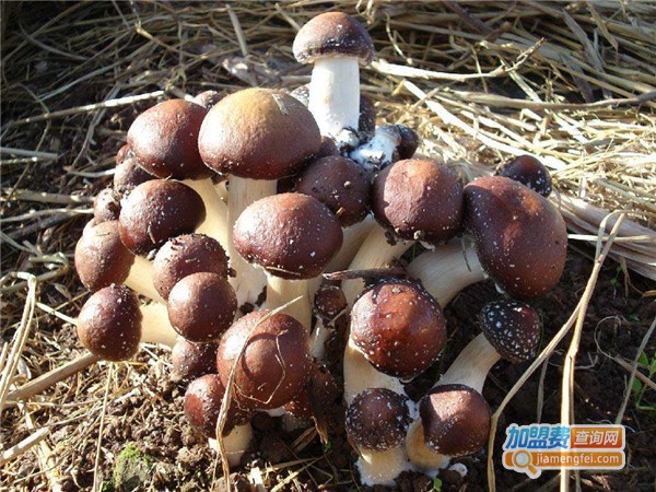 大球盖菇种植