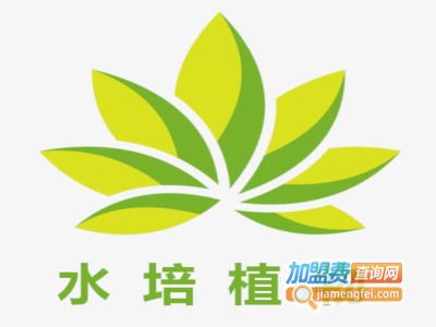 水培植物加盟