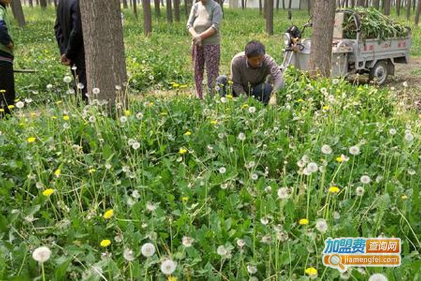 北方药材种植