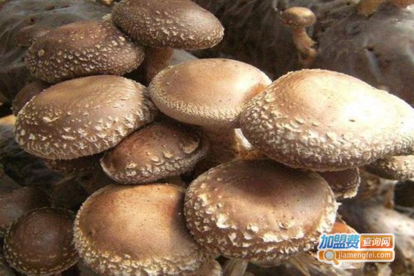 双福香菇加盟费
