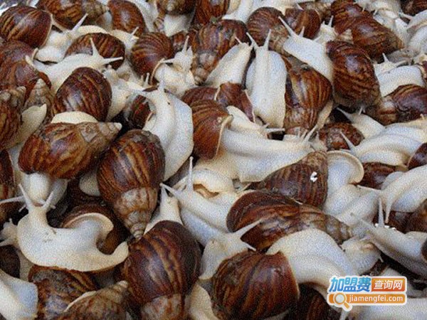 洛阳绿尔白玉蜗牛养殖加盟费