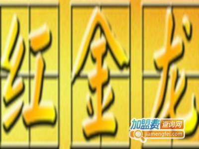 红金龙酒加盟费