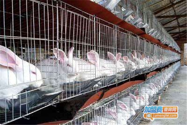 富祥兔子养殖加盟费