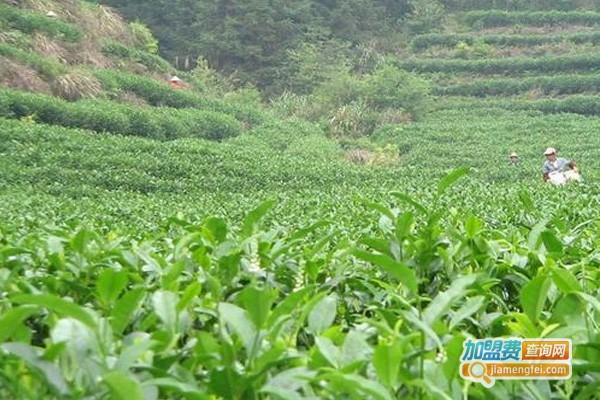 东狮茶叶加盟费