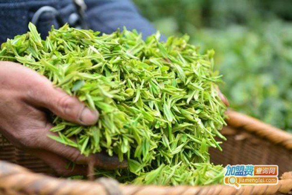 紫阳银针茶加盟费