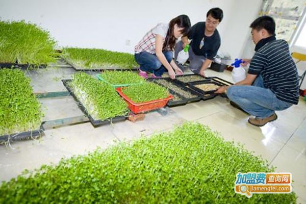 蔬心园芽苗菜加盟门店