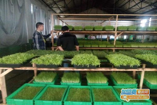 蔬心园芽苗菜加盟门店
