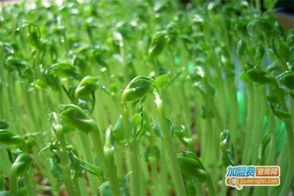 蔬心园芽苗菜加盟门店
