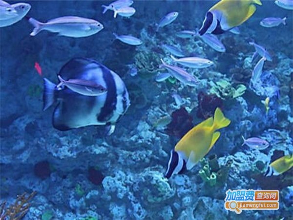 创意水族馆加盟