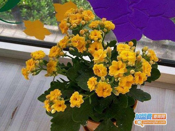 慧格幼儿园加盟费