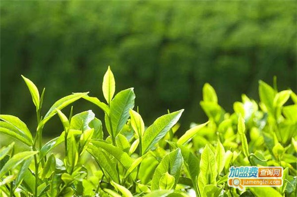 百茗一品茶业加盟费