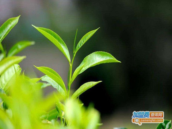 青津茶叶加盟费
