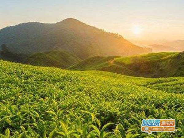 青津茶叶加盟费