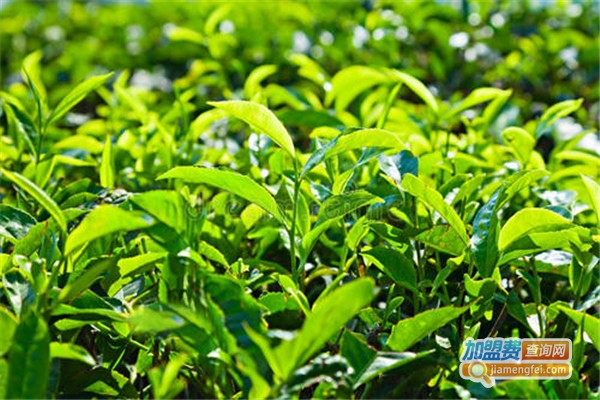 班章茶叶加盟费