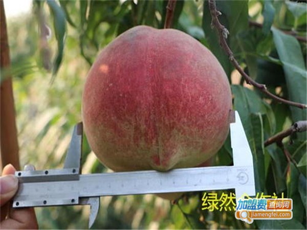 凯业绿然食品加盟费