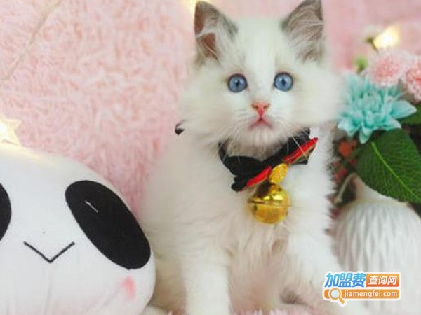 麒麟喵星人俱乐部加盟费