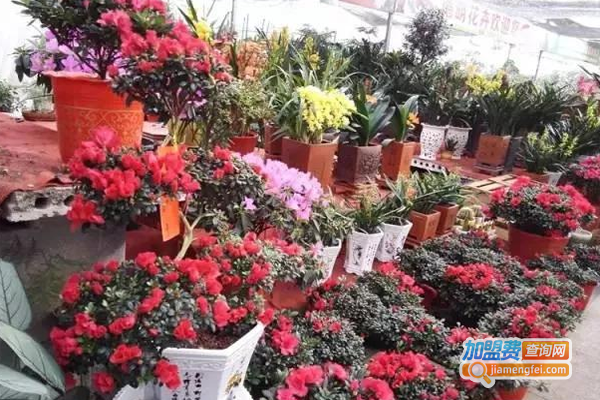 百花坊加盟费