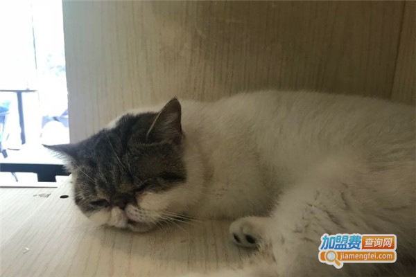 墙墙猫咖啡馆加盟费