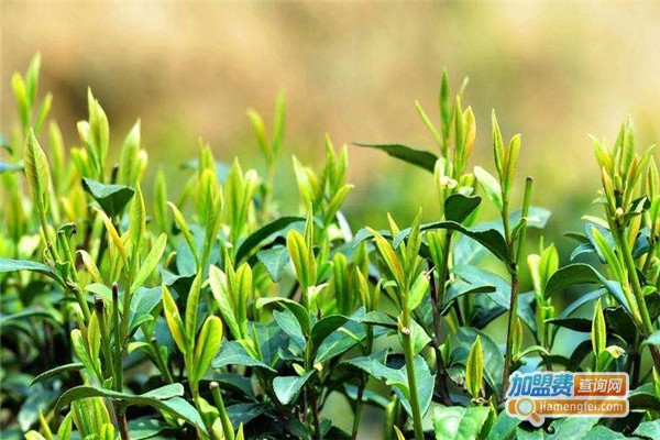 坂洋红茶业加盟费