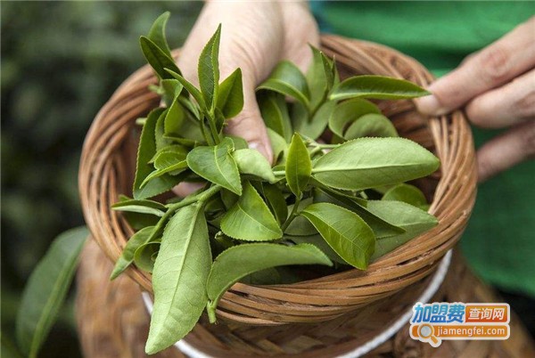 这春来茶馆加盟费