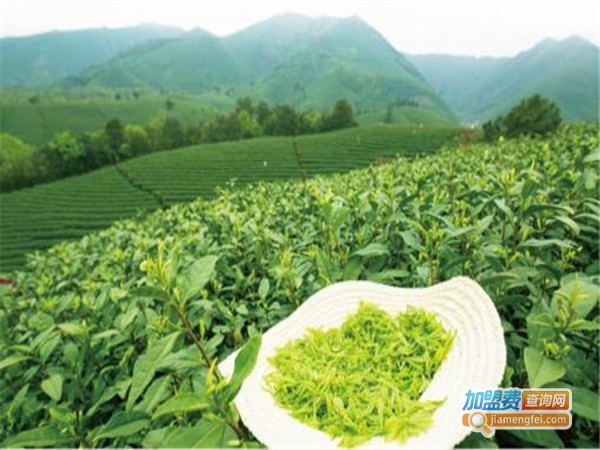 安吉茶加盟门店