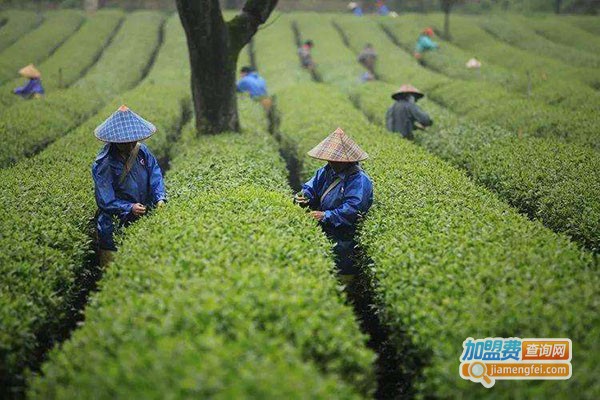 福建飘逸茶业有限公司