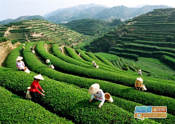 皇家茶业加盟费