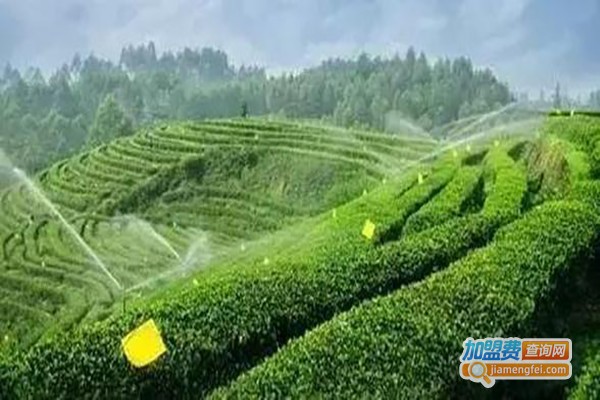 心和合茶业加盟费