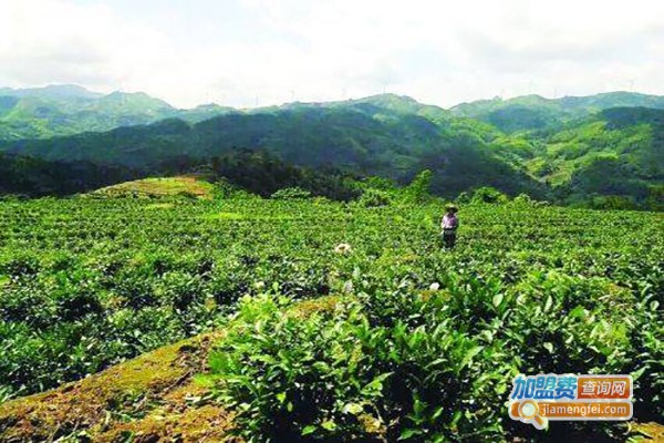 心和合茶业加盟费