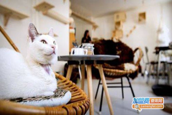 cappucimeow猫咪咖啡馆