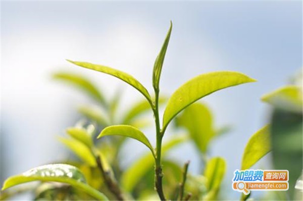 神农茶叶加盟费