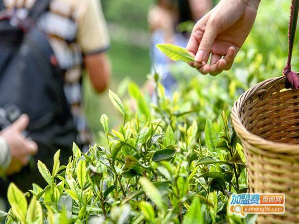 名山茶叶加盟费