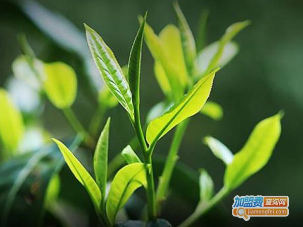 名山茶叶加盟费